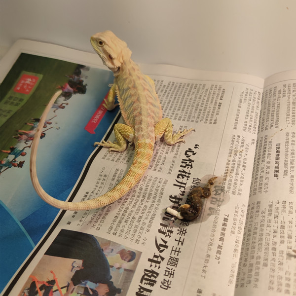 鬃狮蜥大便一块白一块黑是什么情况?