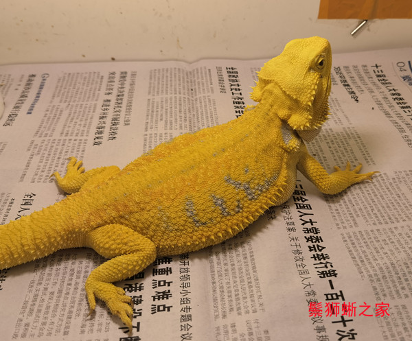 鬃狮蜥温度和晒点温度设置注意事项