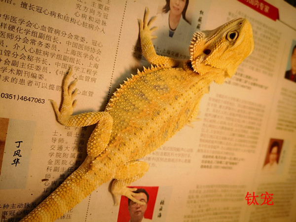 鬃狮蜥苗子的垫材如何选择