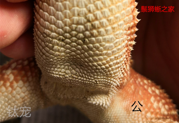 鬃狮蜥怎么分公母，鬃狮蜥公母咋看