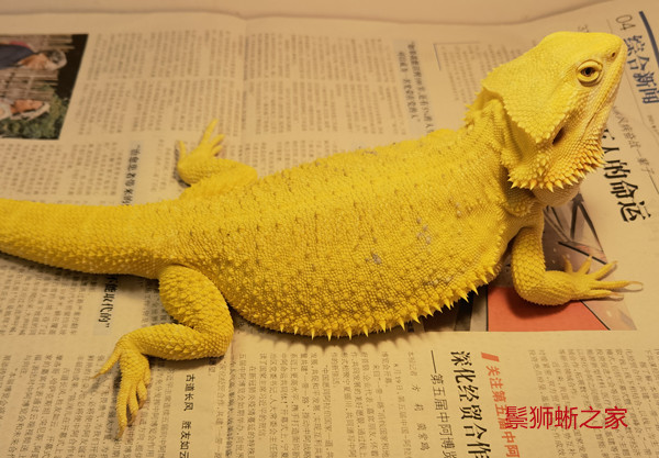 鬃狮蜥隐白指甲或者隐果冻可以看出来吗