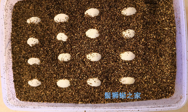 鬃狮蜥蛋瘪了怎么办