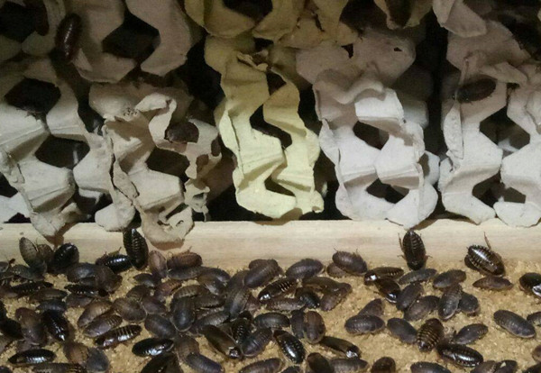 买杜比亚蟑螂繁殖组自己繁殖有没有更好