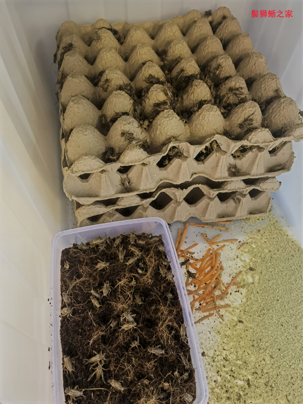 鬃狮蜥的食物—蟋蟀的饲养方法